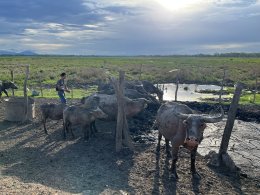 Thung Nam Noi: A Close Encounter with the "Pink Buffaloes" of Hat Yai