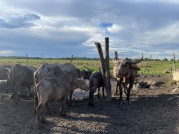 Thung Nam Noi: A Close Encounter with the "Pink Buffaloes" of Hat Yai