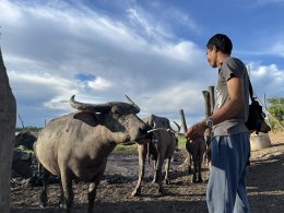 Thung Nam Noi: A Close Encounter with the "Pink Buffaloes" of Hat Yai
