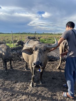 Thung Nam Noi: A Close Encounter with the "Pink Buffaloes" of Hat Yai