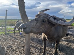 Thung Nam Noi: A Close Encounter with the "Pink Buffaloes" of Hat Yai