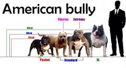 มาตรฐานอเมริกันบูลลี่ Standard Bully / Exotic Bully เอ็กโซติกบูลลี่คืออะไร?