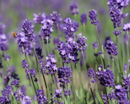 สวนลาเวนเดอร์ทัมบาระ (Tambara Lavender Park)