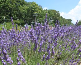 สวนลาเวนเดอร์ทัมบาระ (Tambara Lavender Park)