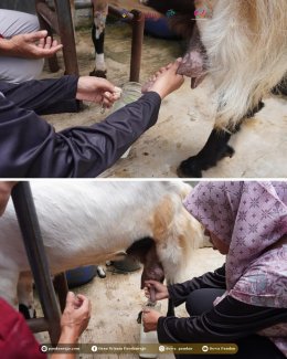 Ada Bapak Ibu Pejagoan, Kambingnya Tampil Bak Jagoan!!