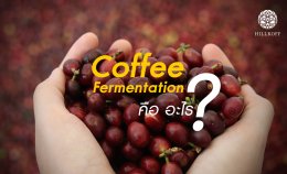 Coffee Fermentation คืออะไร ?