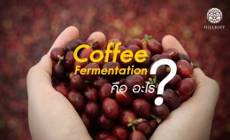 Coffee Fermentation คืออะไร ?