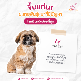 ชิสุ-โรคผิวหนัง