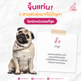 ปั๊ก-โรคผิวหนัง