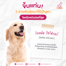 โกลเด้น-โรคผิวหนัง