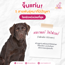 ลาบราดอร์-โรคผิวหนัง