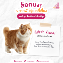 เอ็กโซติก-โรคผิวหนัง