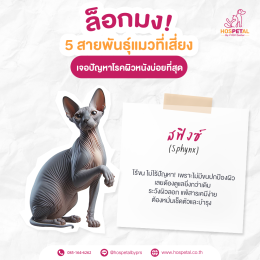 สฟิงซ์-โรคผิวหนัง