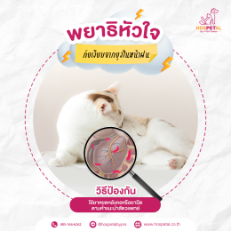 หยดยาเห็บหมัดและกินยาถ่ายพยาธิ