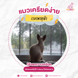 ระวังน้องแมวเครียดจากสภาพแวดล้อม