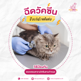 พาแมวไปฉีดวัคซีน