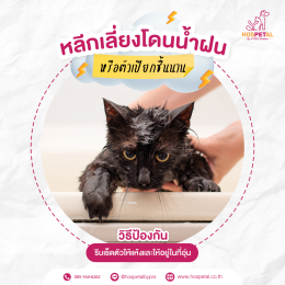อย่าให้แมวโดนน้ำฝน