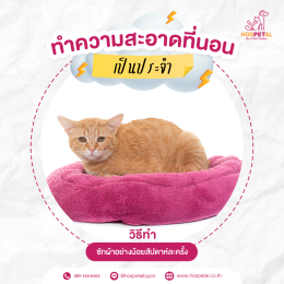 ทำความสะอาดที่นอนแมว