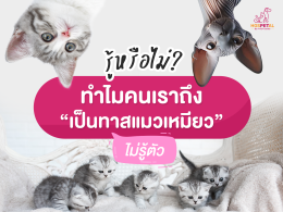ทำไมคนเราถึงเป็นทาสแมว