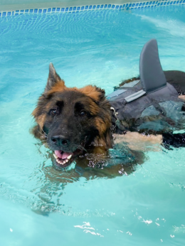 Pet Swimming Pool - สระว่ายน้ำสำหรับสัตว์เลี้ยง