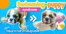 Swimming-puppy syndrome (กลุ่มอาการขากางในลูกสุนัข)