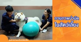 กายภาพบำบัดในสัตว์เลี้ยง สุนัขและแมว (Pet Rehabilitation)