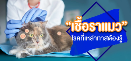 “เชื้อราแมว” โรคผิวหนังที่เหล่าทาสต้องรู้