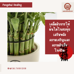 เคล็ดลับการใช้ต้นไผ่ในฮวงจุ้ย 