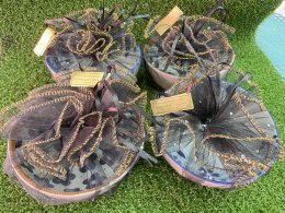 ของชำร่วยงานศพ เขตสายไหม ส่งด่วนถึงวัด ราคาไม่แพง พร้อมสติกเกอร์