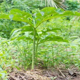 Konjac tree