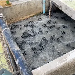 สัญญาณว่าระบบเติมอากาศและการกวนทำงานได้เพียงพอ