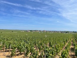 Harvest 2023 Domaine LEFLAIVE