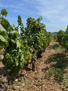 Harvest 2023 Domaine LEFLAIVE