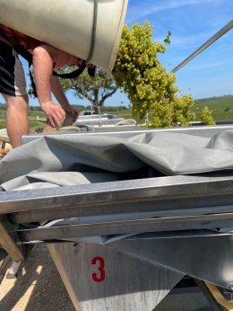 Harvest 2023 Domaine LEFLAIVE