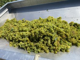 Harvest 2023 Domaine LEFLAIVE