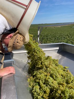 Harvest 2023 Domaine LEFLAIVE