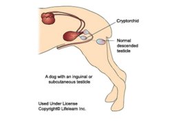 ภาวะทองแดง (cryptorchidism) ในสุนัขและแมวเพศผู้