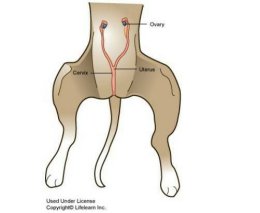 มดลูกอักเสบ (pyometra)