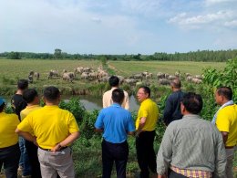 โครงการเมืองวัวสวย กระบือพันธุ์ดี เกษตรอินทรีย์ วิถีพอเพียง “ 