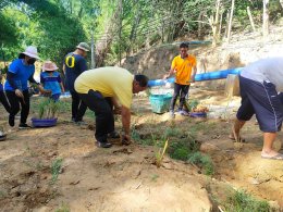 โครงการปลูกหญ้าแฝกตามพระราชดำริ ประจำปี 2563