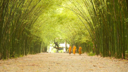Come out to fix your stress at Nakornnayok Bamboo Grove in Thailand 