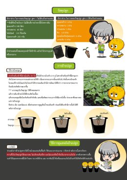 คู่มือการปลูกดาวเรืองไม้กระถาง