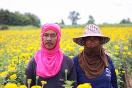 Marigold professional at Phitsanulok "Dum and Nat", Grower who spend their life for Marigold  l The Grow Together EP.1