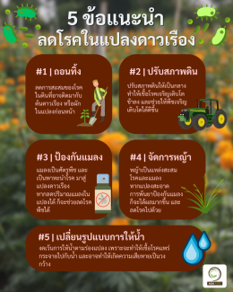 5 tips to reduce diseases in your marigold garden