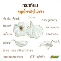 กระเทียม Garlic 