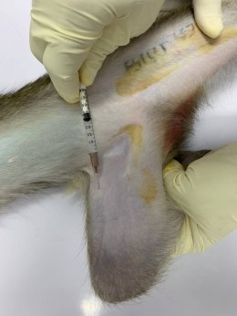“สุวิทย์ เมษินทรีย์” รมว.การอุดมศึกษาฯ ลงพื้นที่เดินหน้าทดสอบวัคซีนโควิด-19 โดยใช้สารพันธุกรรมของเชื้อ “ชนิด mRNA” ในลิง