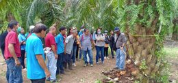 วช. ลงพื้นที่นำชีวภัณฑ์แบคทีเรียช่วยเกษตรกร ชาวสวนปาล์มกำจัดโรคโคนเน่าในต้นปาล์มน้ำมัน ที่จังหวัดสุราษฏร์ธานี