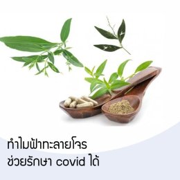 ทำไมฟ้าทะลายโจรช่วยรักษา covid ได้