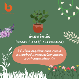 มัดรวม 4 ต้นไม้ช่วยฟอกอากาศในออฟฟิศ