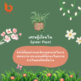 มัดรวม 4 ต้นไม้ช่วยฟอกอากาศในออฟฟิศ